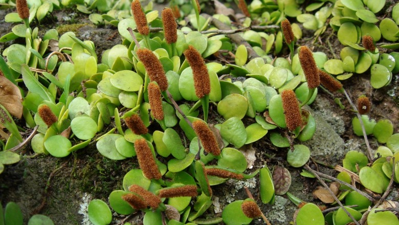 Cây Quyết ấp đá. Lemmaphyllum microphyllum Prest - Cây Thuốc Nam Quanh Ta